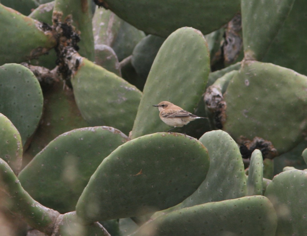 Western/Eastern Black-eared Wheatear - ML124559521