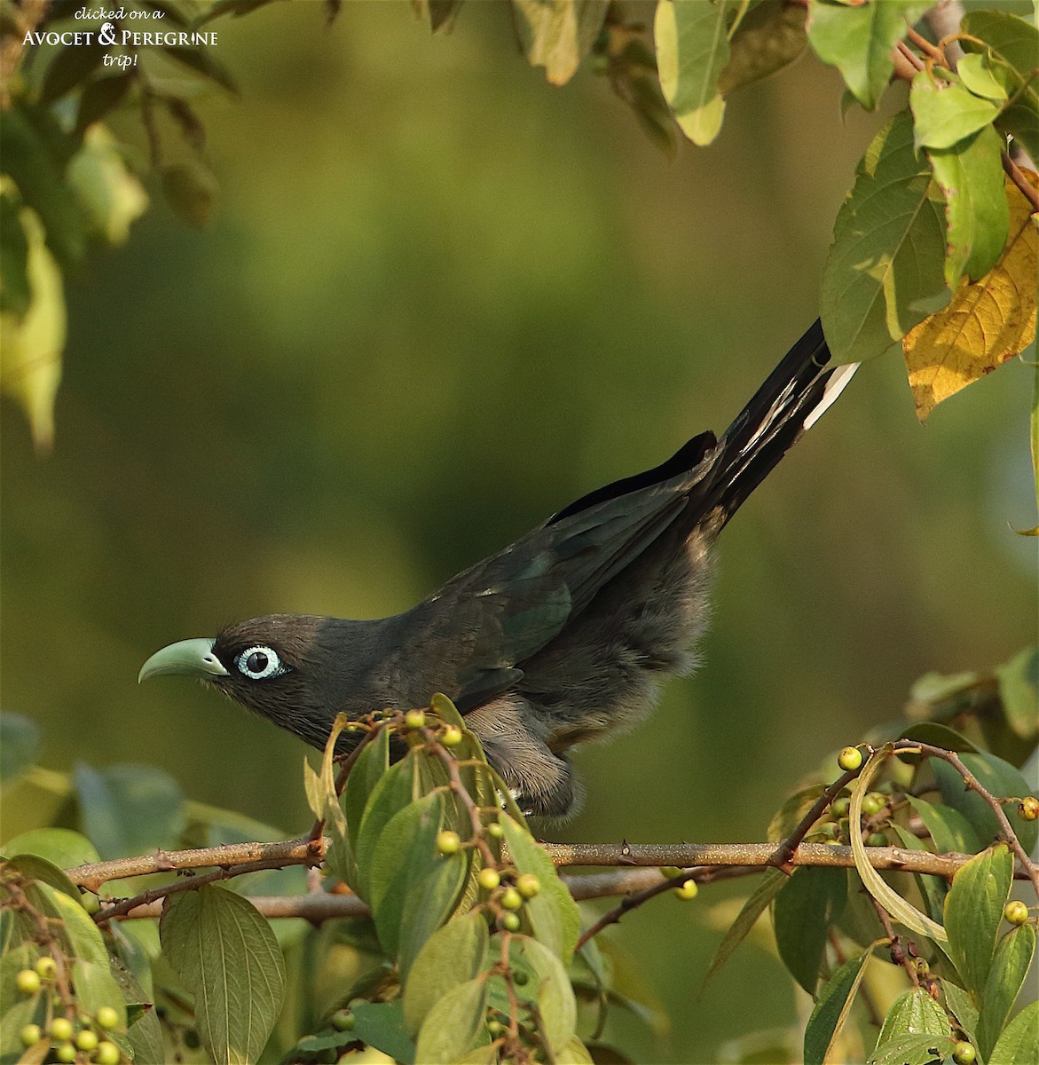 Blue-faced Malkoha - ML124561531