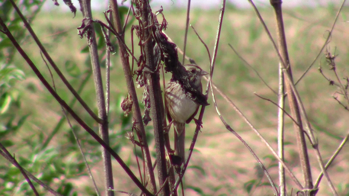 Swamp Sparrow - ML124562891