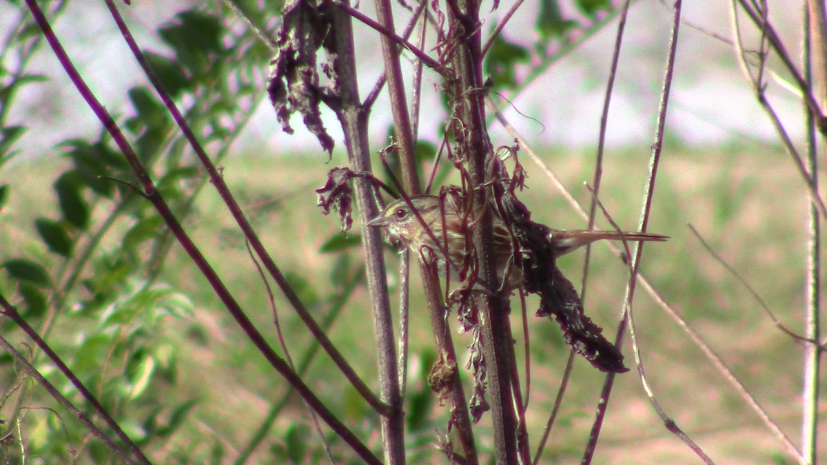 Swamp Sparrow - ML124562911