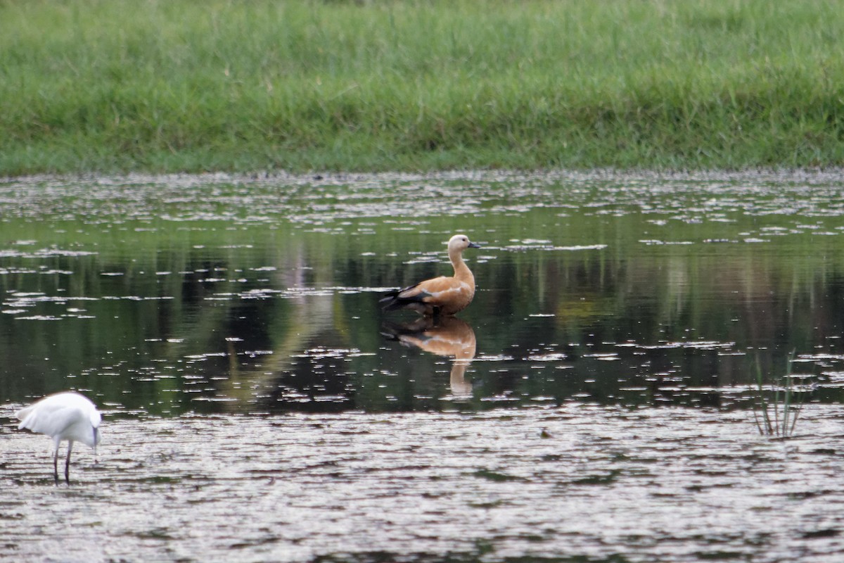 Ruddy Shelduck - ML124566961