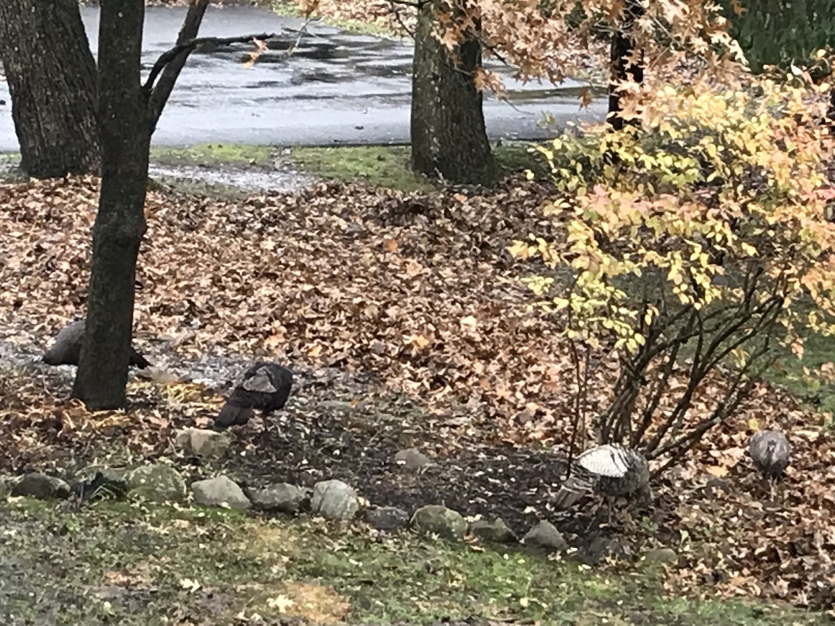 Wild Turkey - ML124567621