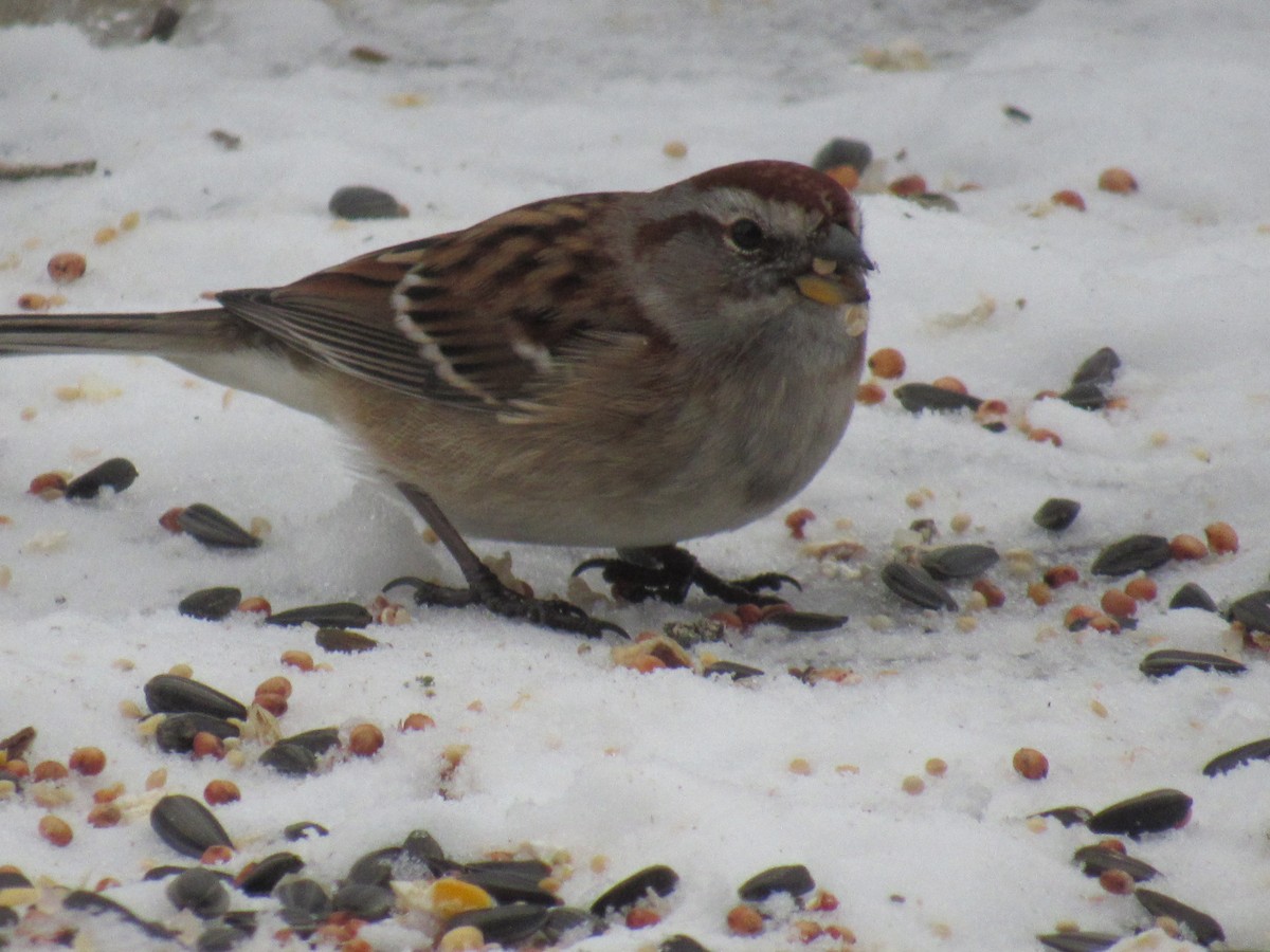 American Tree Sparrow - ML124567801
