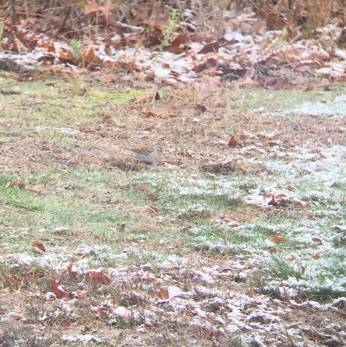 Chipping Sparrow - ML124568451