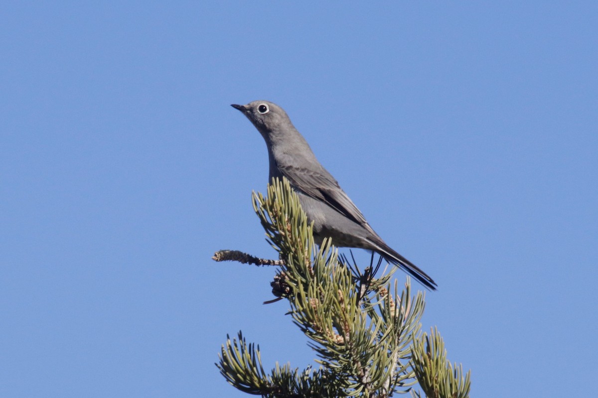 Townsend's Solitaire - ML124568571