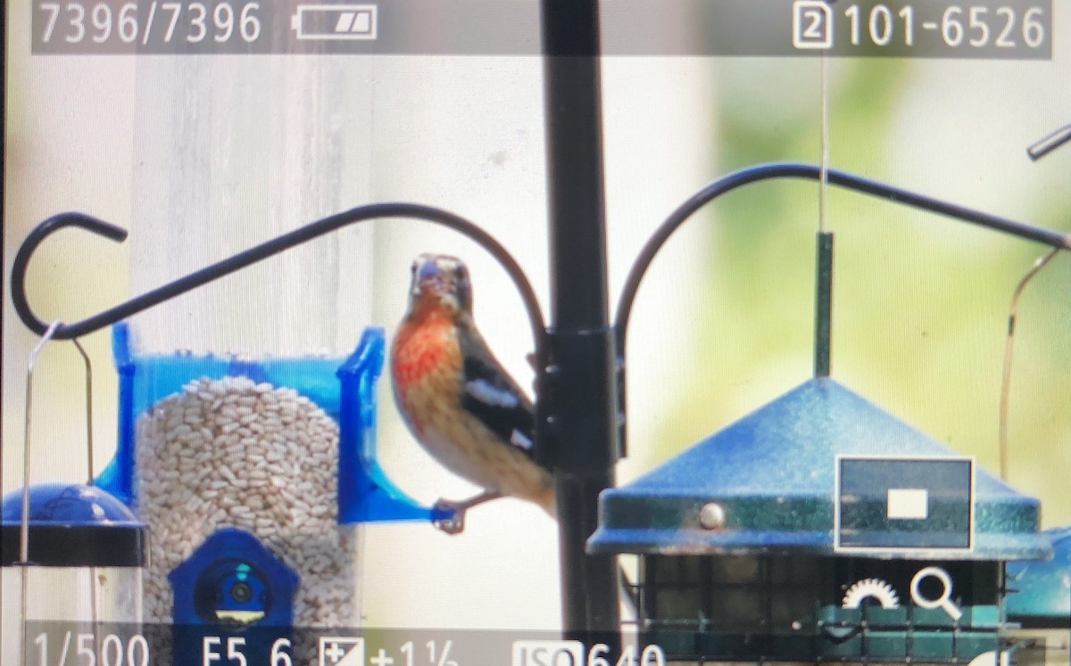 Rose-breasted Grosbeak - ML124570671