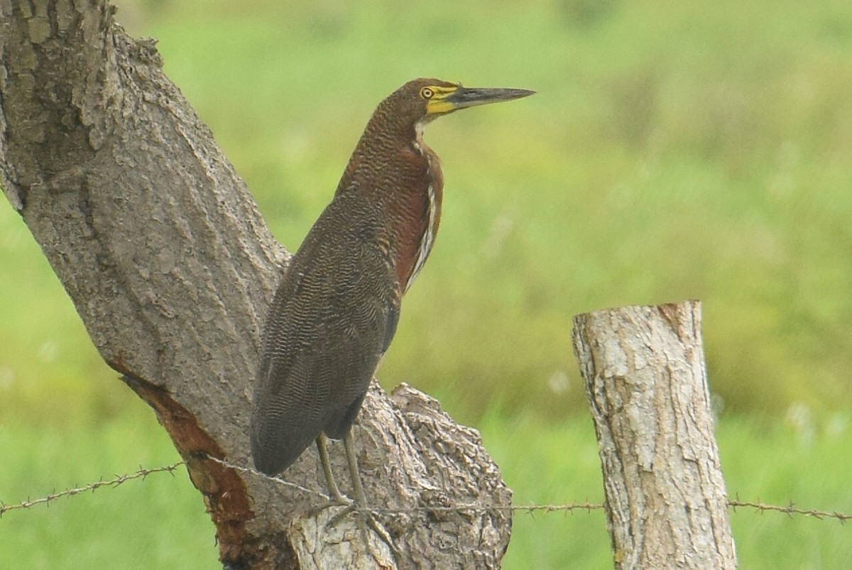 Rufescent Tiger-Heron - ML124571451