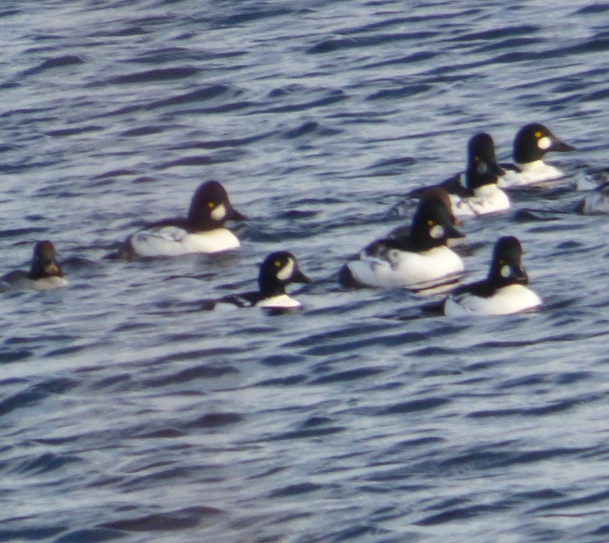 Barrow's Goldeneye - Mary  McMahon