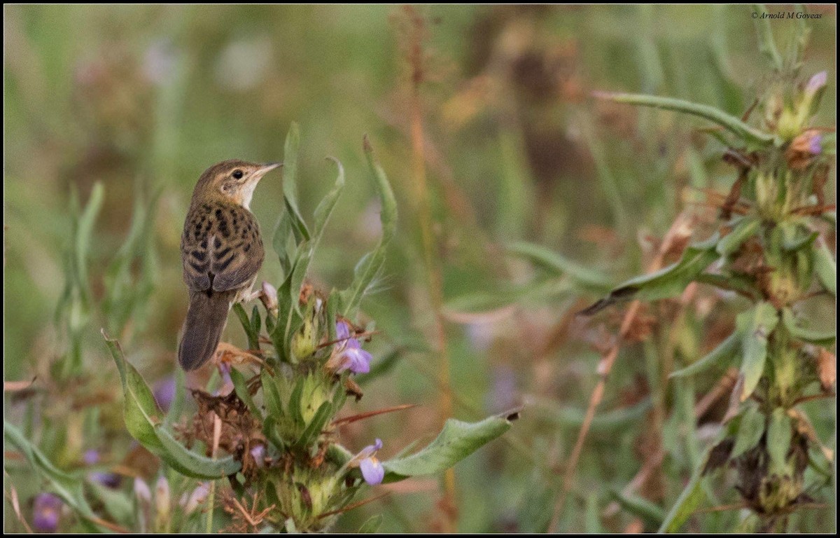 Forapaglie macchiettato - ML124578381