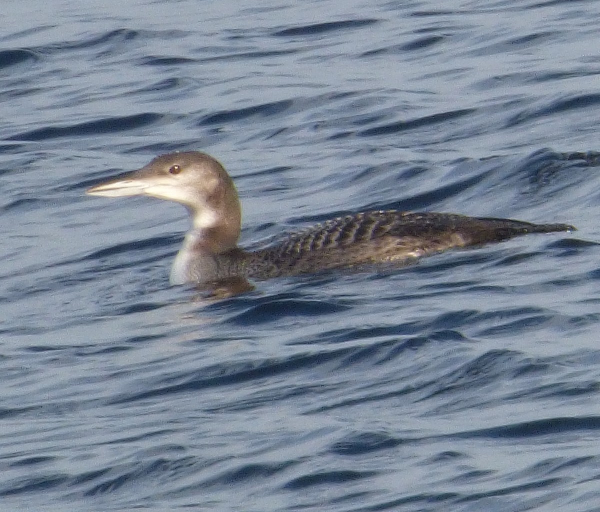 Common Loon - Mary  McMahon