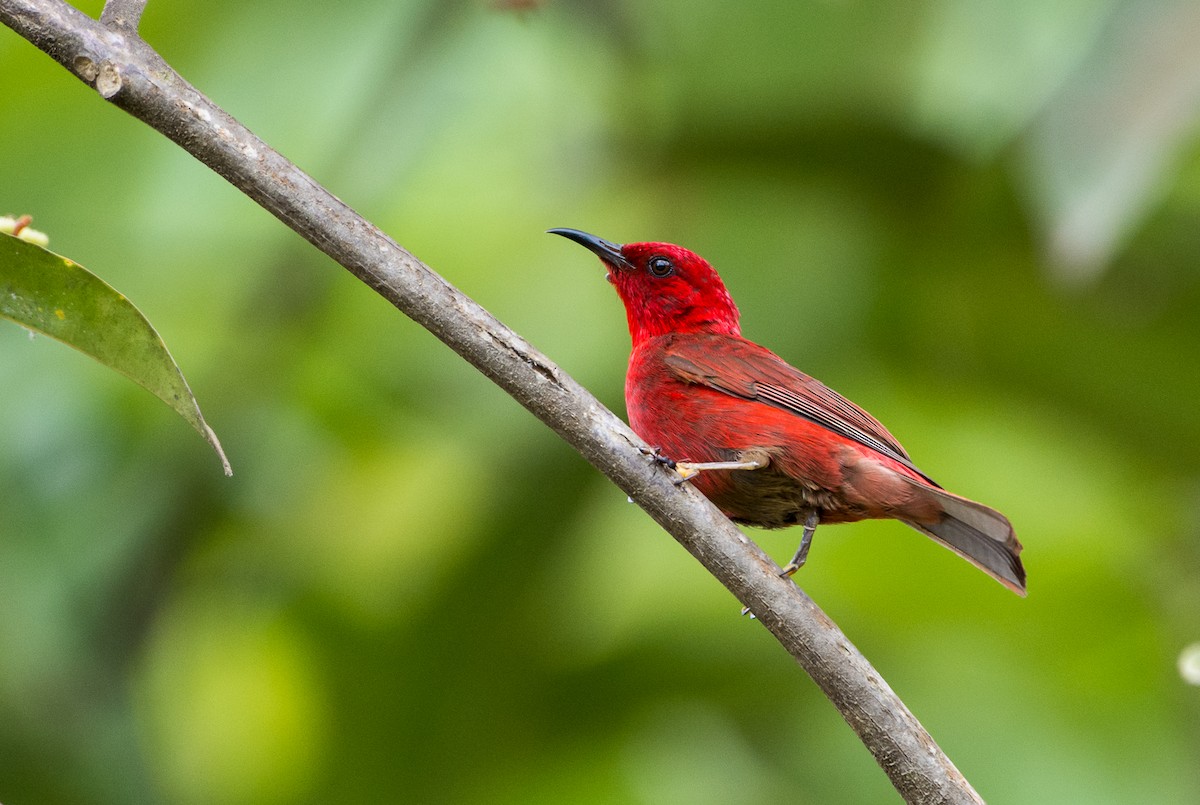 Red Myzomela - Lisa & Li Li