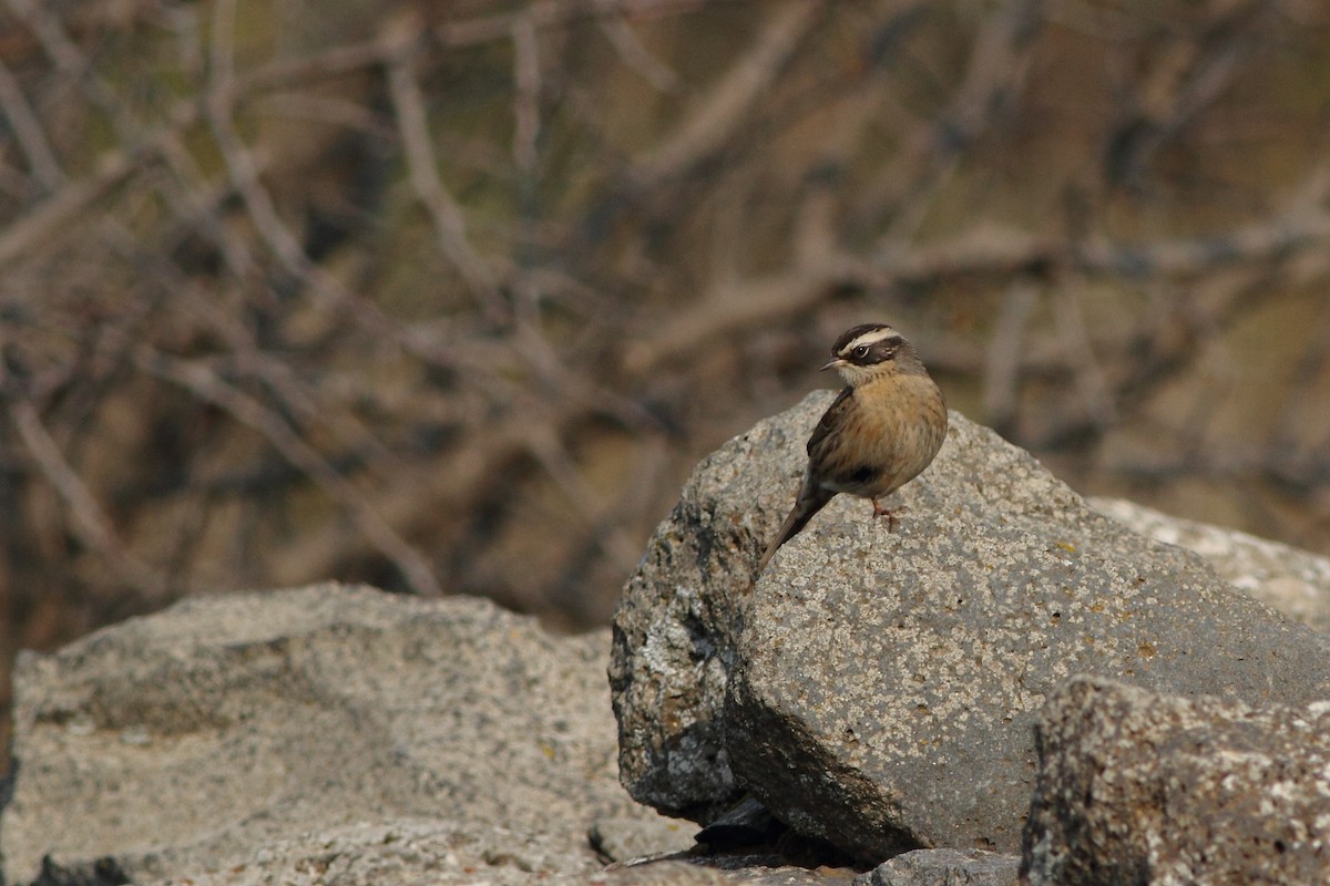 pěvuška skalní (ssp. ocularis) - ML124581591