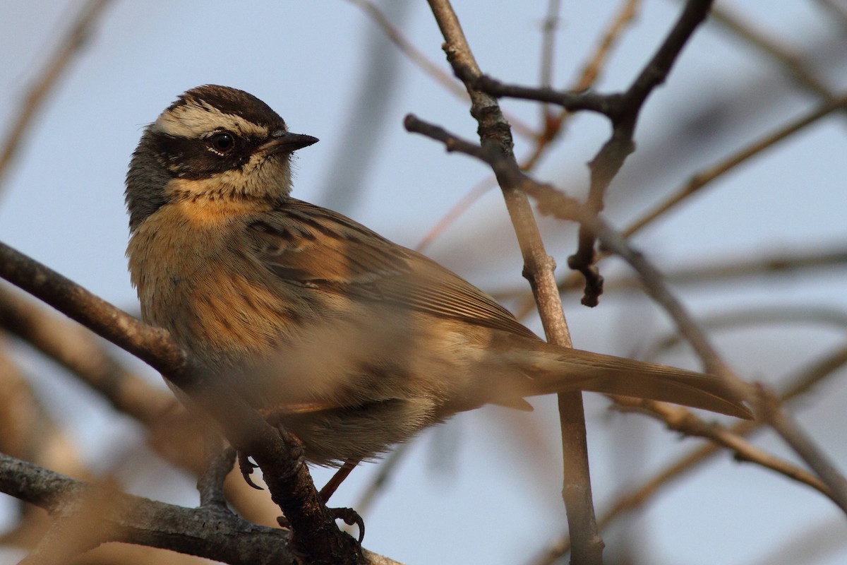 pěvuška skalní (ssp. ocularis) - ML124581641