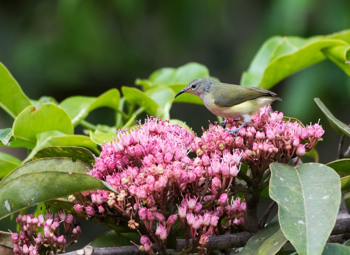 Pygmy Longbill - ML124582291