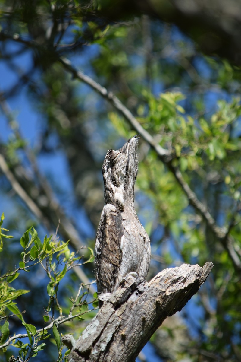 Common Potoo - Jano Román