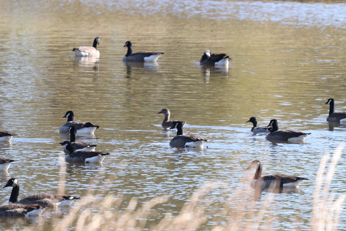 Canada Goose - ML124582541