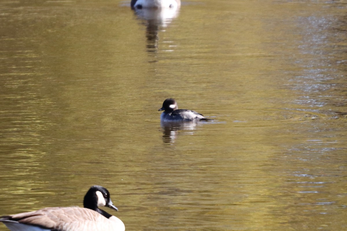 Bufflehead - ML124582651