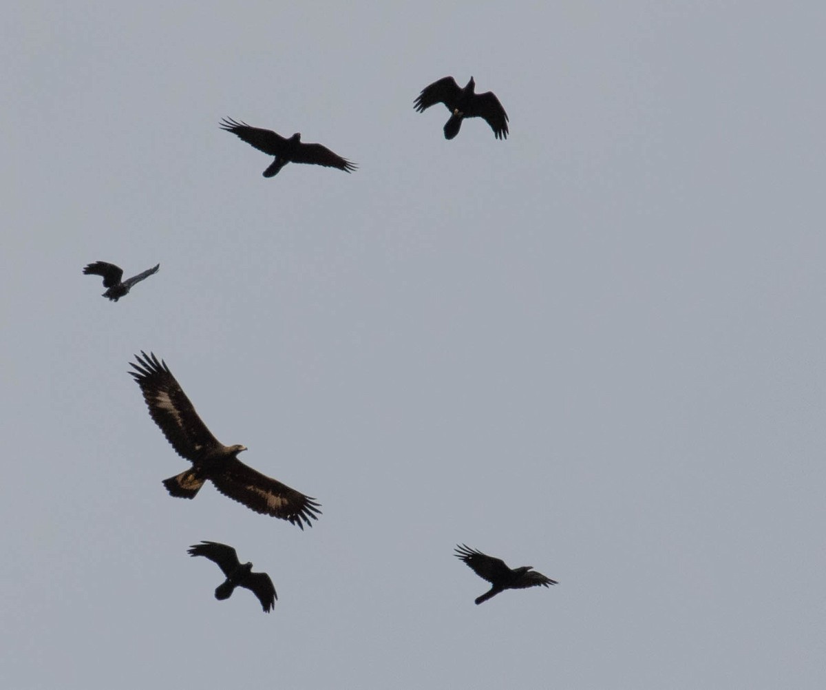 Golden Eagle - Marty Herde