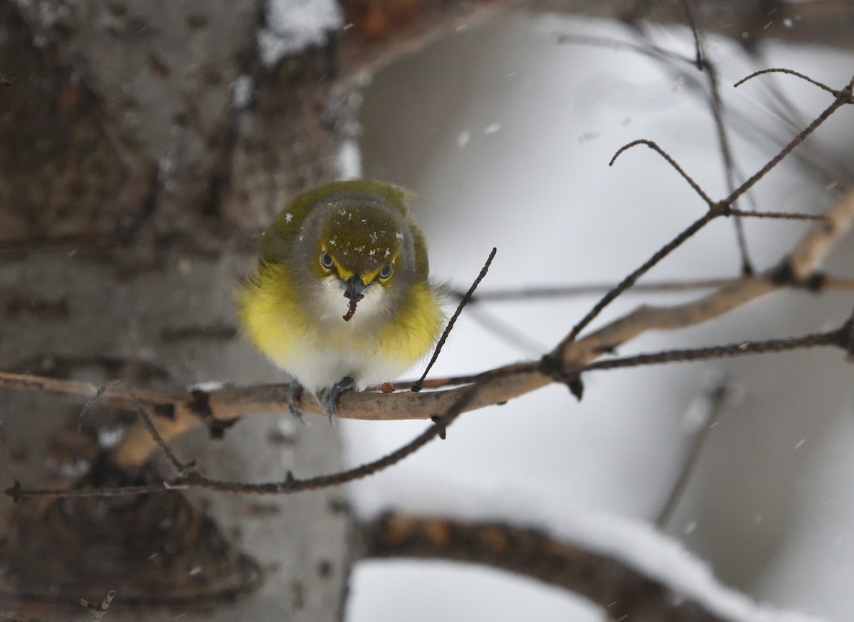 Vireo Ojiblanco - ML124583701