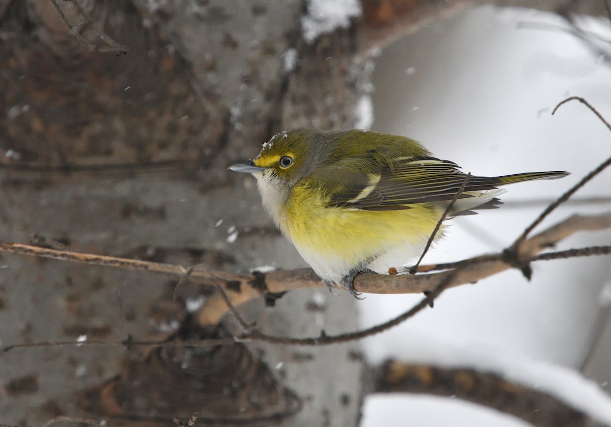 Vireo Ojiblanco - ML124583711