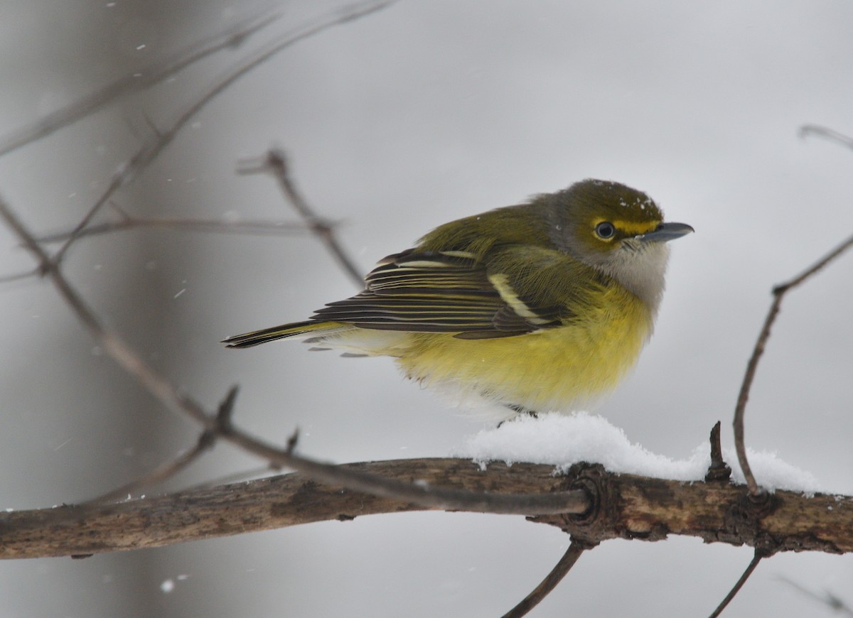 White-eyed Vireo - Louis Lemay