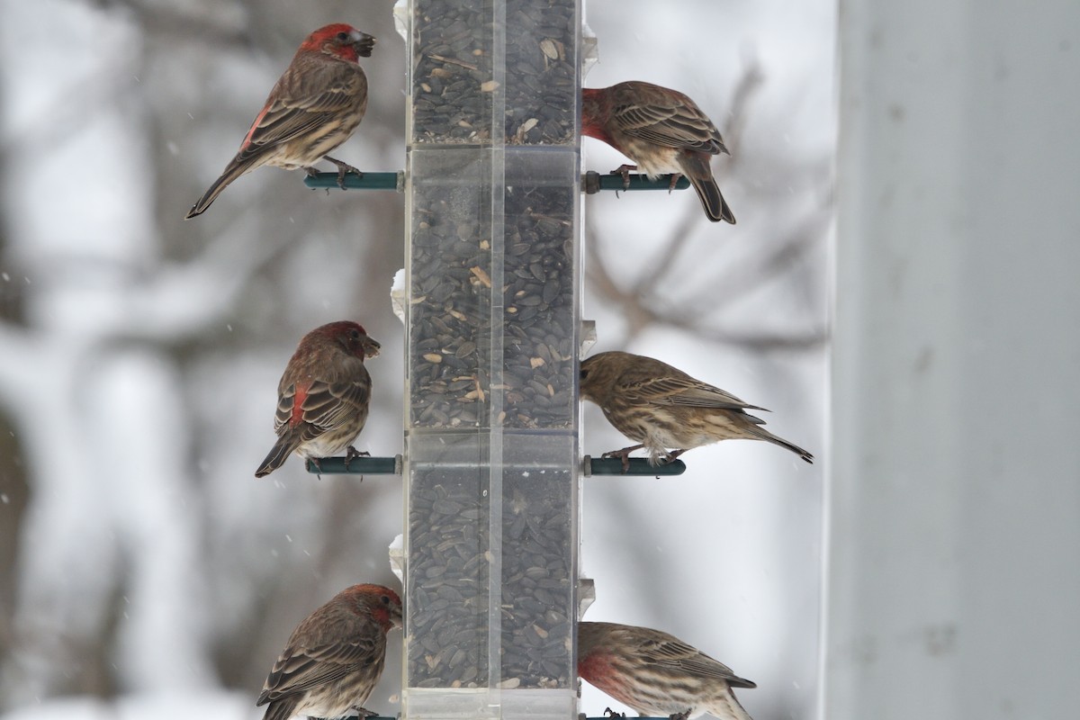 House Finch - ML124583751