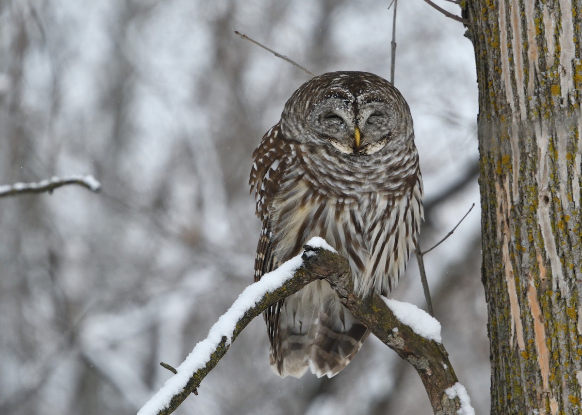 Barred Owl - ML124583791