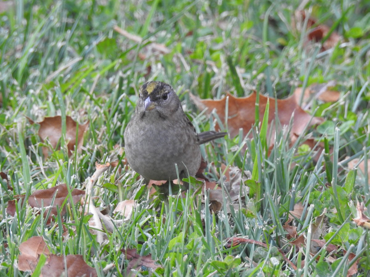 Golden-crowned Sparrow - ML124583941
