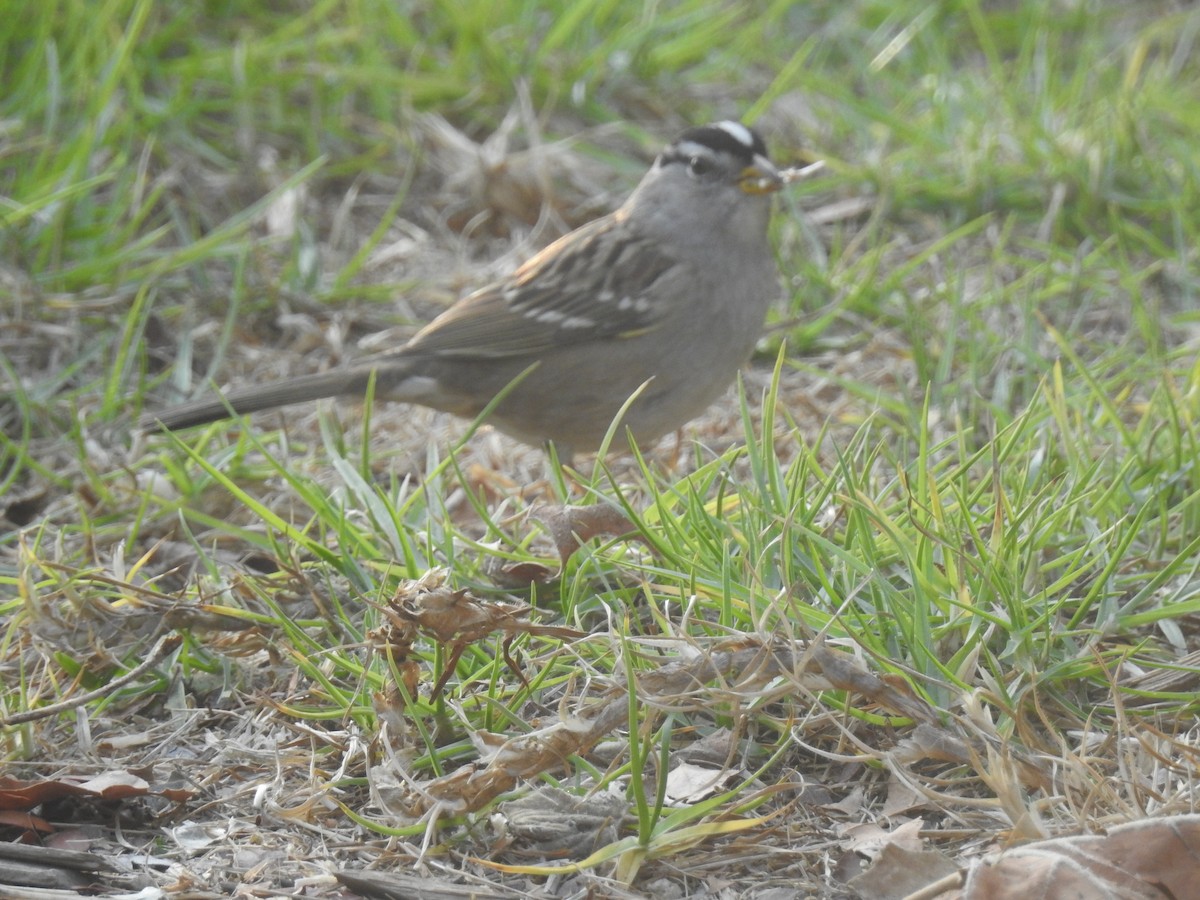 White-crowned Sparrow - ML124583951