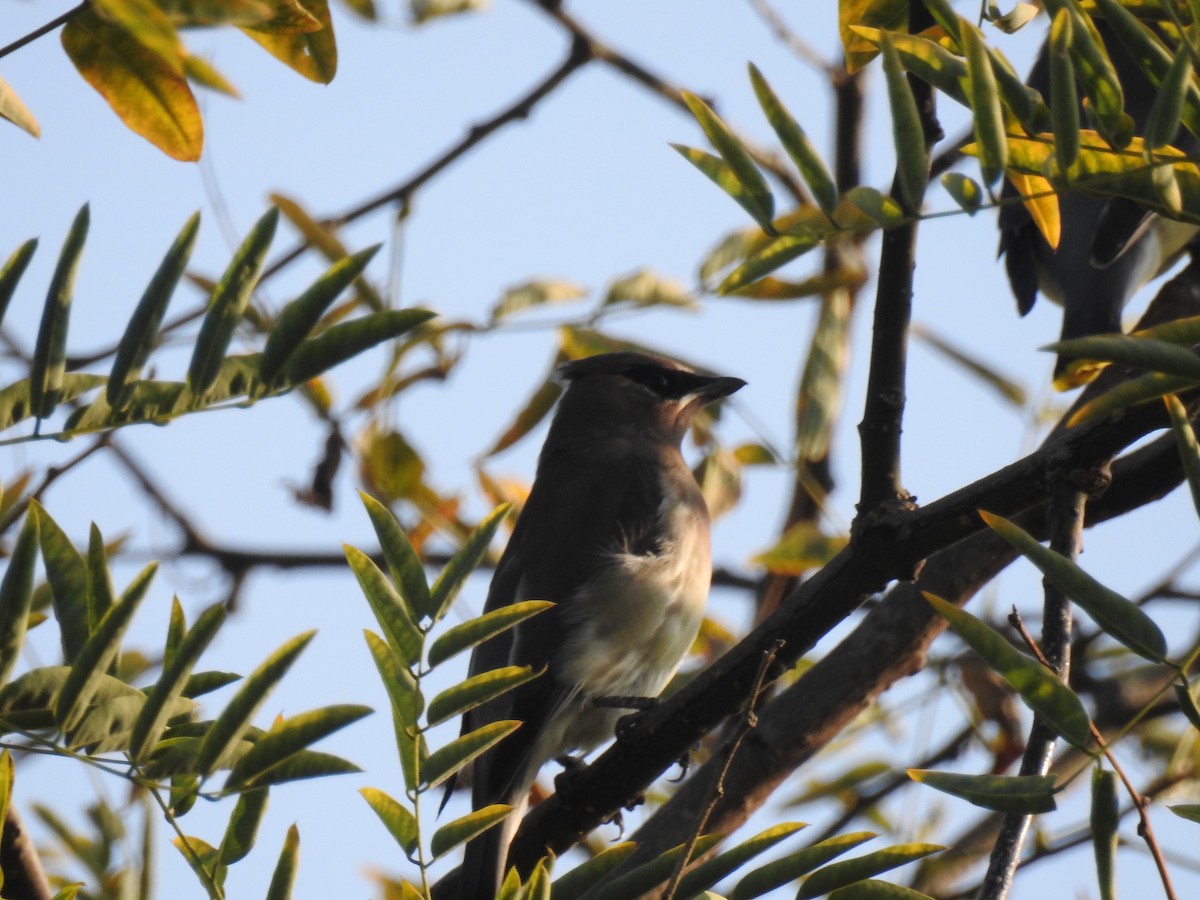 Cedar Waxwing - ML124584101