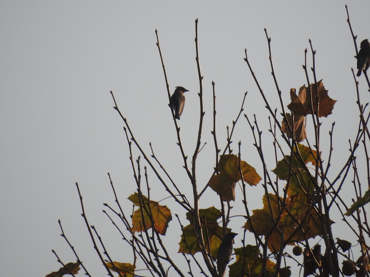 Cedar Waxwing - ML124584111