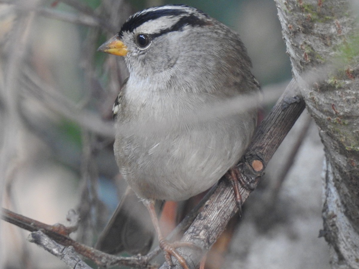 White-crowned Sparrow - ML124584141