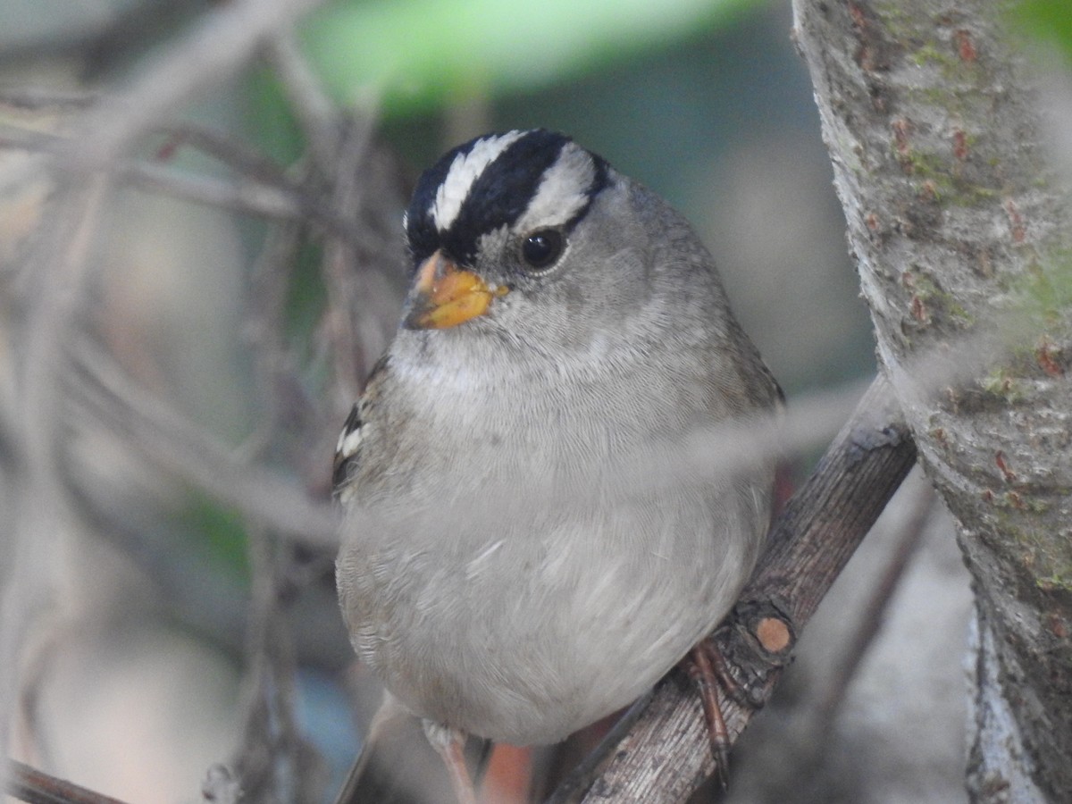 White-crowned Sparrow - ML124584151