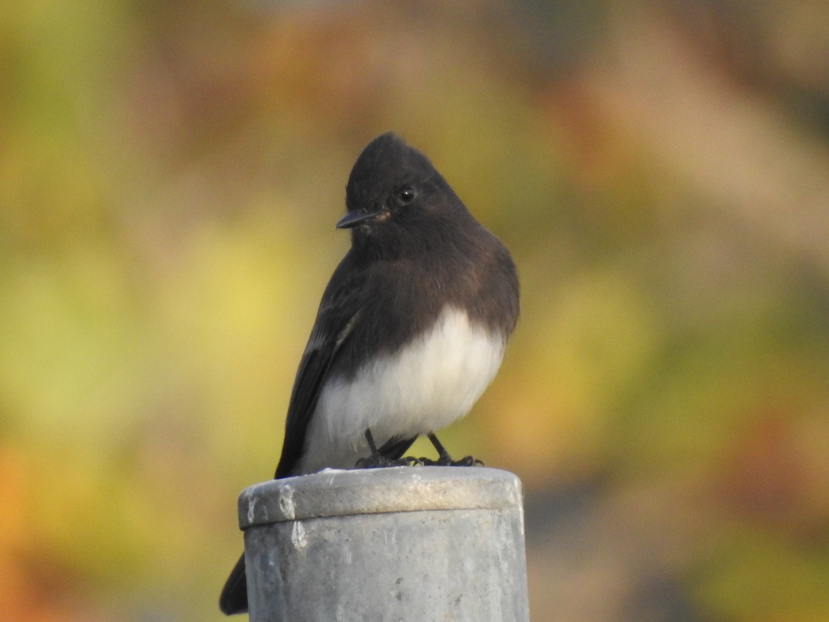 Black Phoebe - ML124584181