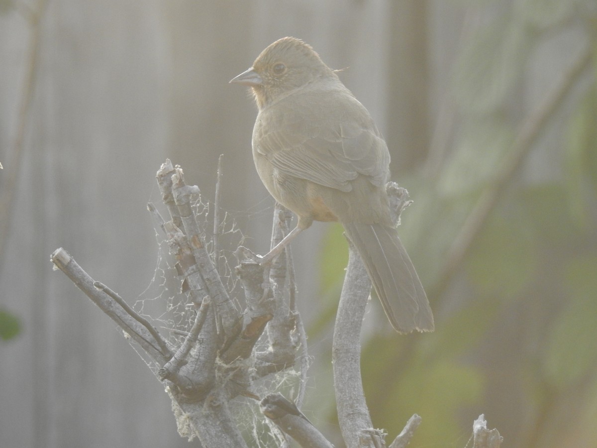 California Towhee - ML124584231