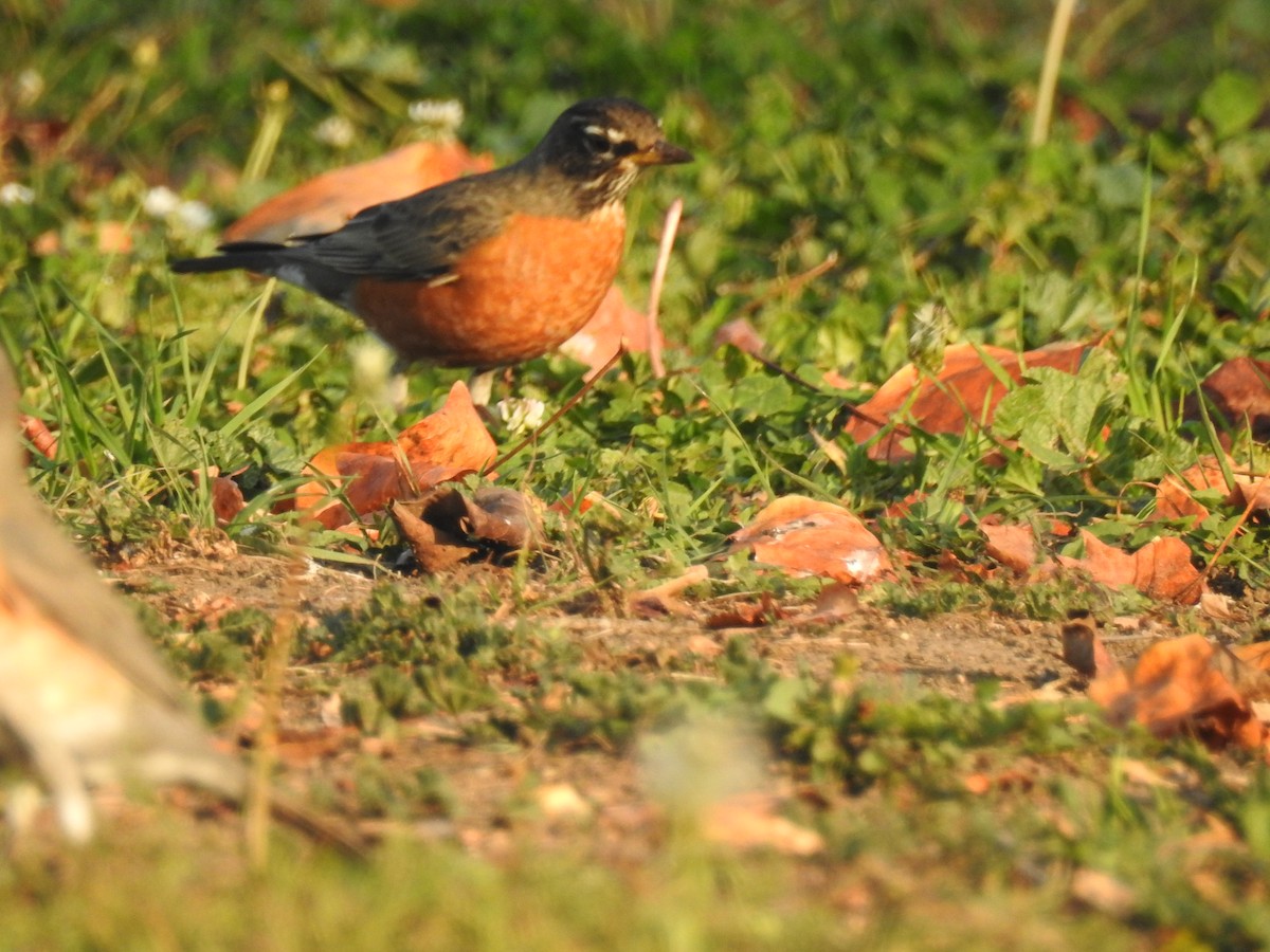 American Robin - ML124584321