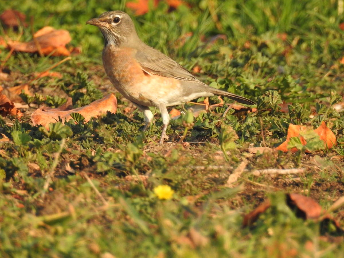 American Robin - ML124584331