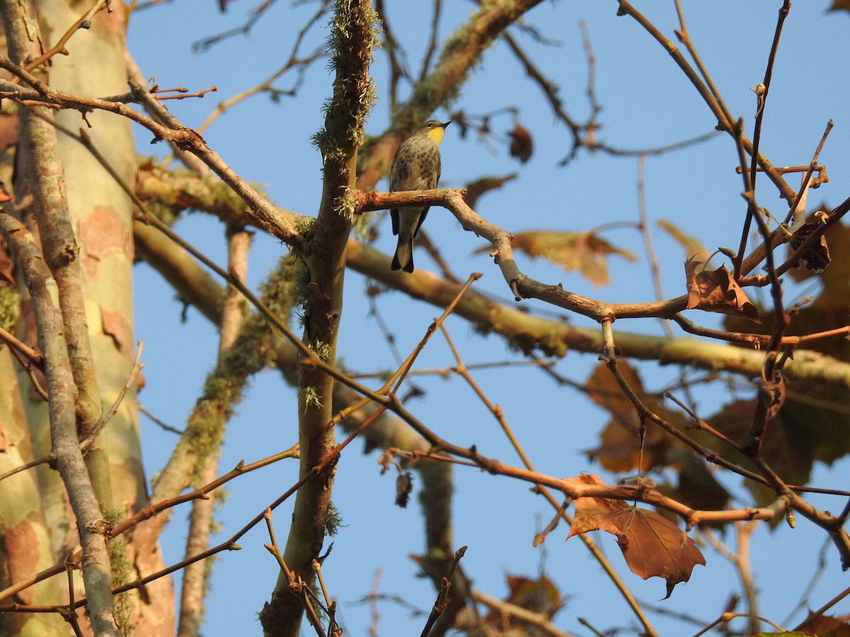 Yellow-rumped Warbler - ML124584341