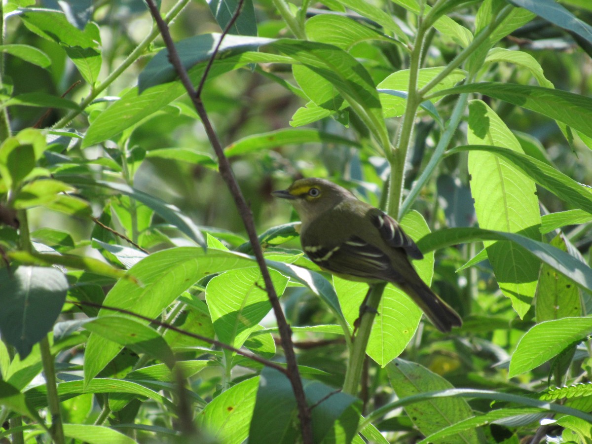 White-eyed Vireo - ML124584451