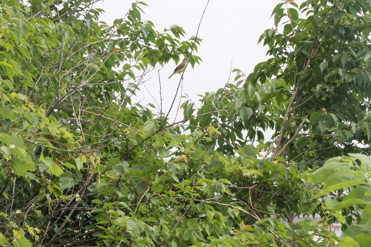 Bell's Vireo - ML124584481