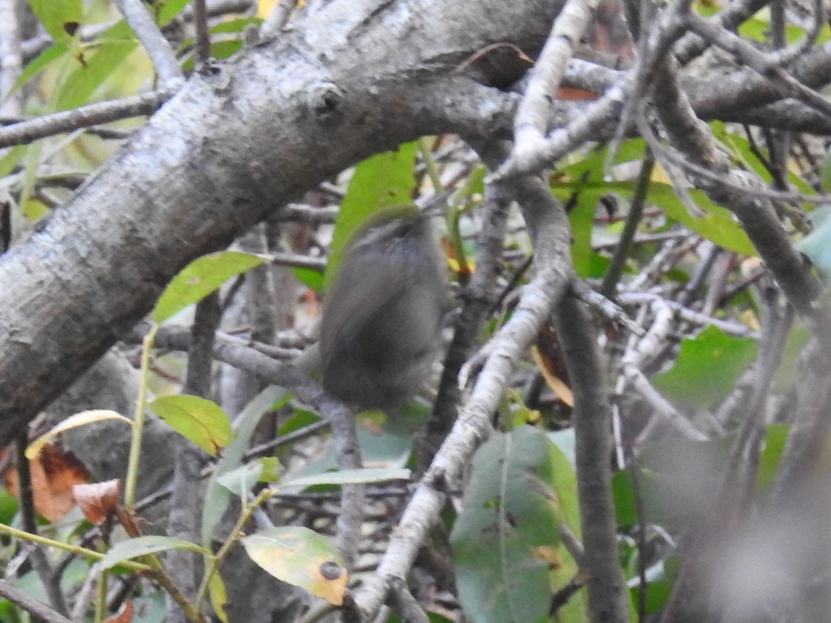 Bewick's Wren - ML124584531