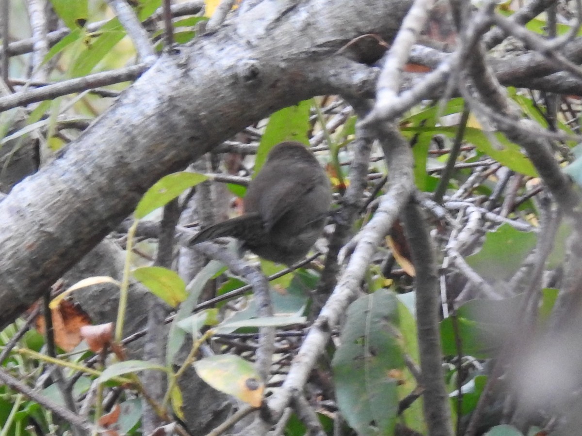 Bewick's Wren - ML124584541
