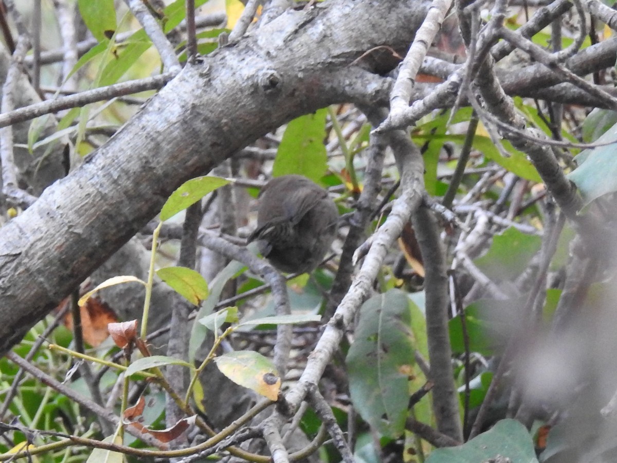 Bewick's Wren - ML124584551
