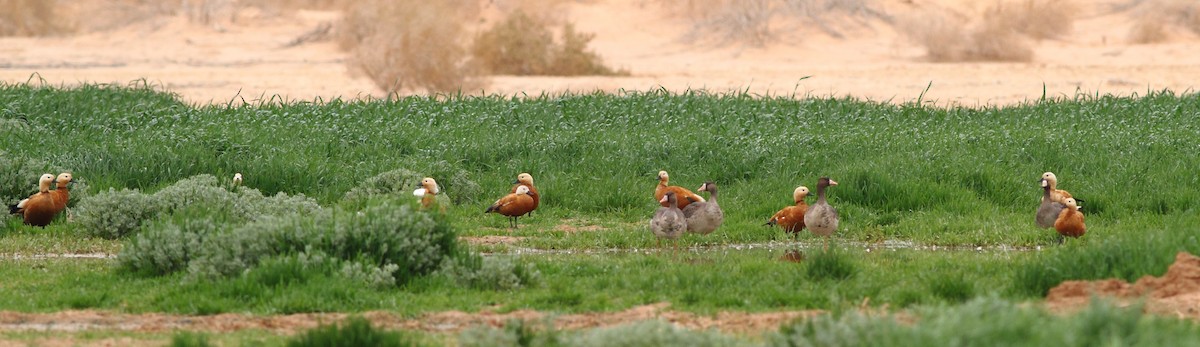 Ruddy Shelduck - ML124584861