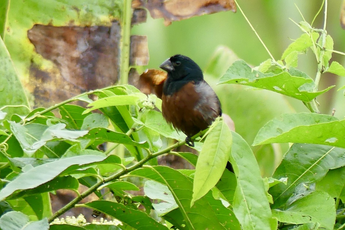 Chestnut-bellied Seed-Finch - ML124585351