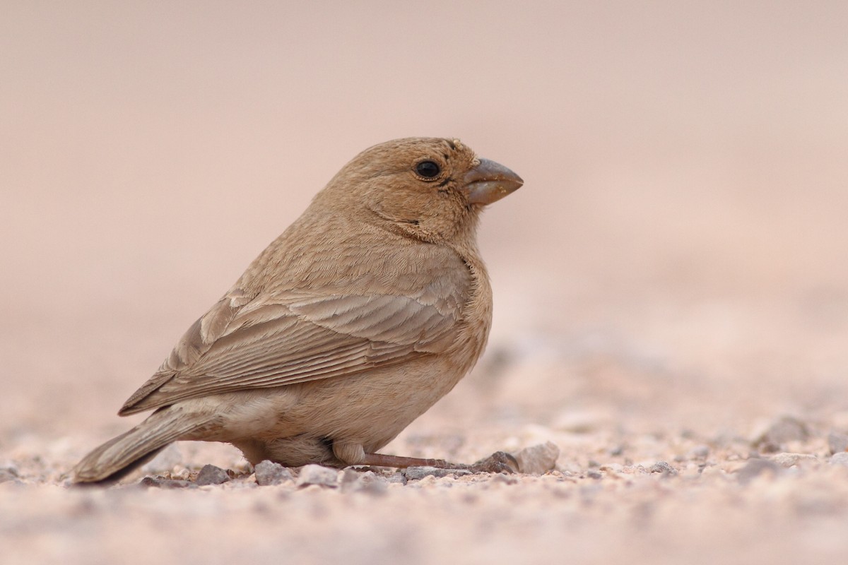 Sinai Rosefinch - Ohad Sherer