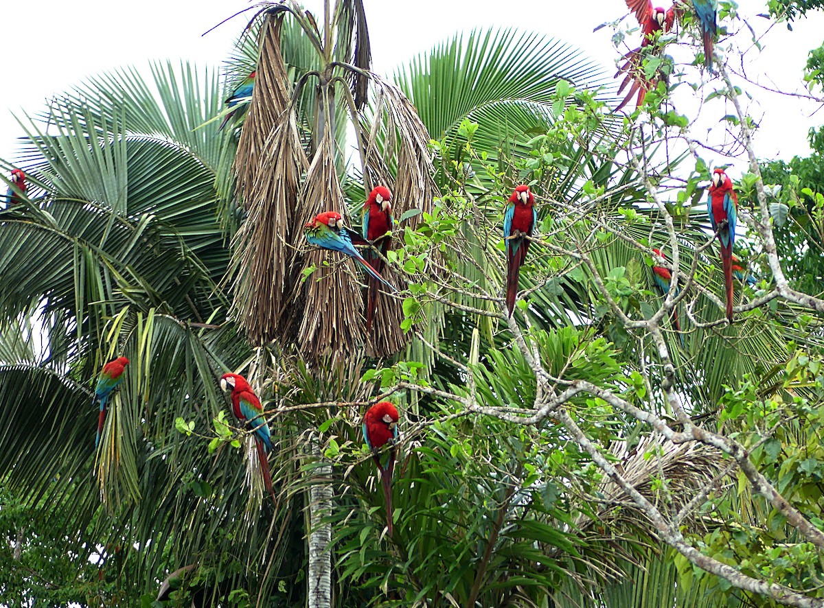 Red-and-green Macaw - ML124588831