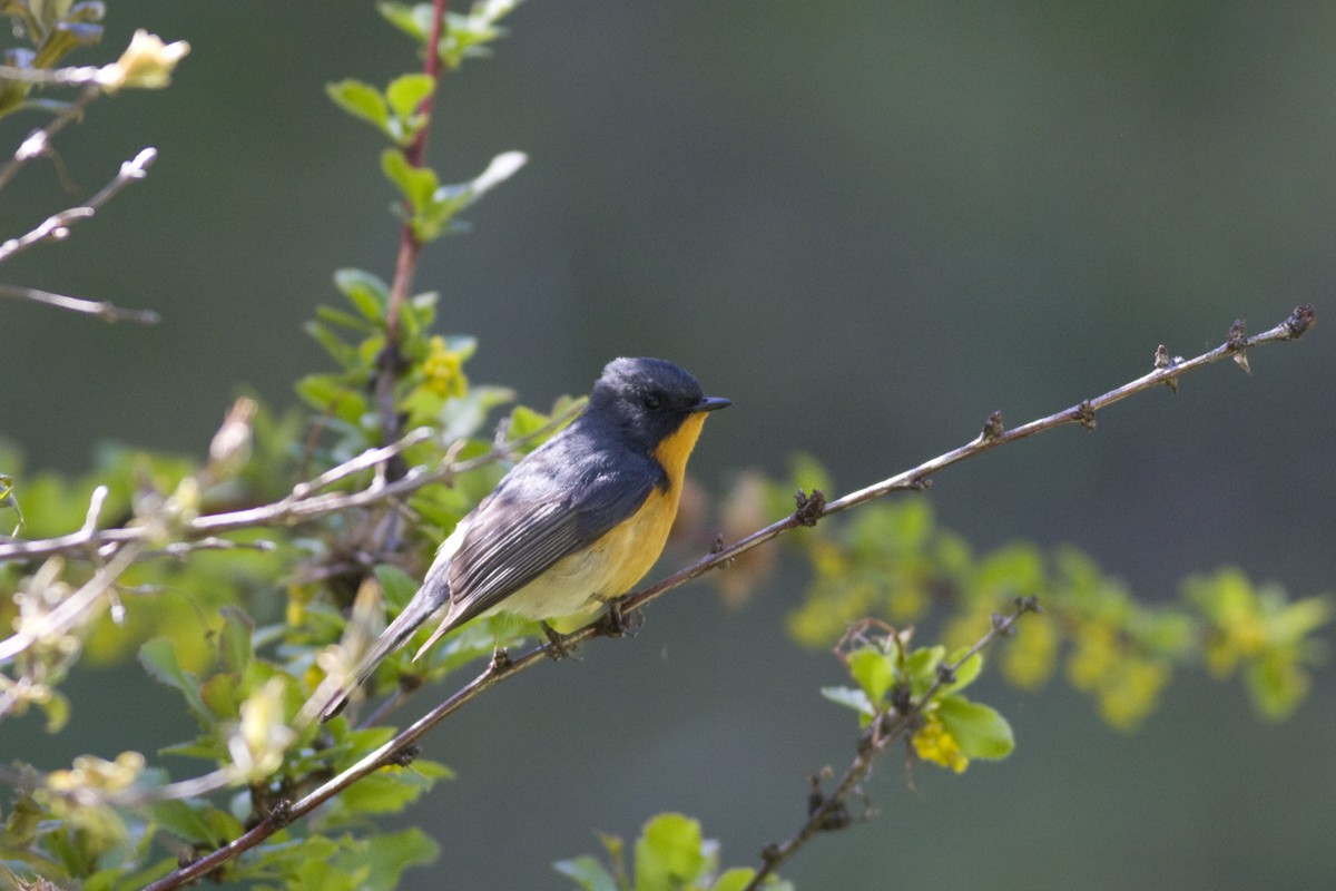 Slaty-backed Flycatcher - ML124591131