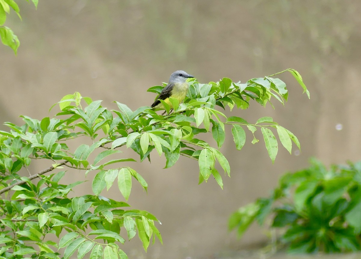 Tropical Kingbird - ML124591971