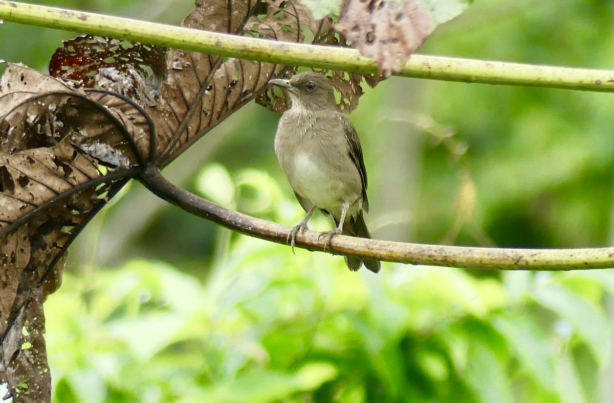 Black-billed Thrush - Laura Blutstein